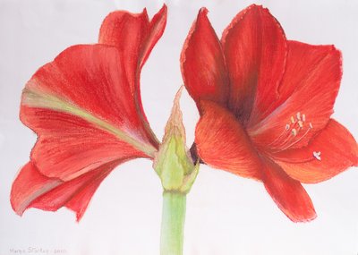 Amaryllis, 2015 da Margo Starkey